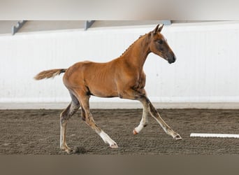 Warmblood sueco, Semental, Potro (05/2026), Castaño