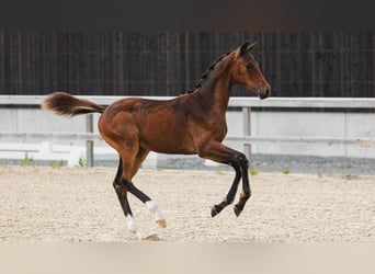 Warmblood sueco, Semental, Potro (04/2026), Castaño