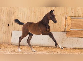 Warmblood sueco, Semental, Potro (06/2026), Castaño