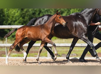 Warmblood sueco, Semental, Potro (05/2026), Castaño