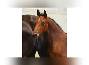 Warmblood sueco, Semental, Potro (05/2026), Castaño