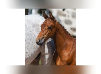 Warmblood sueco, Semental, Potro (06/2026), Castaño