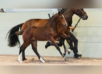 Warmblood sueco, Semental, Potro (04/2026), Castaño