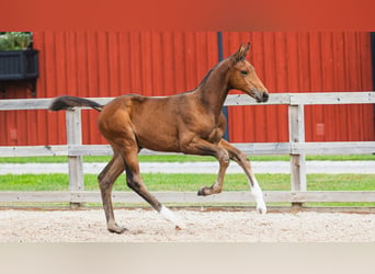Warmblood sueco, Semental, Potro (05/2026), Castaño