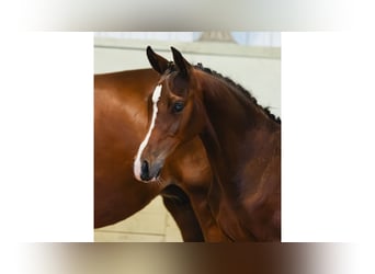 Warmblood sueco, Semental, Potro (04/2026), Castaño