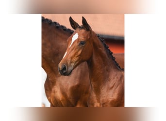 Warmblood sueco, Semental, Potro (04/2026), Castaño