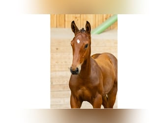 Warmblood sueco, Semental, Potro (05/2025), Castaño