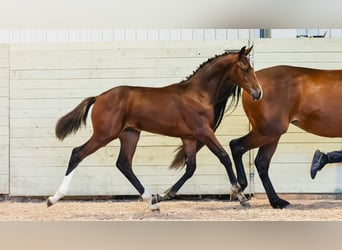 Warmblood sueco, Semental, Potro (04/2026), Castaño