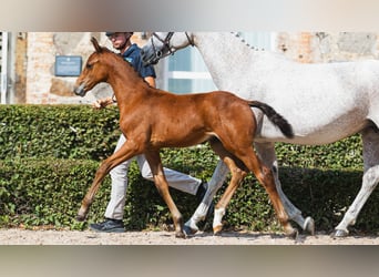 Warmblood sueco, Semental, Potro (06/2026), Castaño