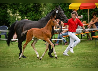 Warmblood sueco, Semental, Potro (05/2024), Castaño