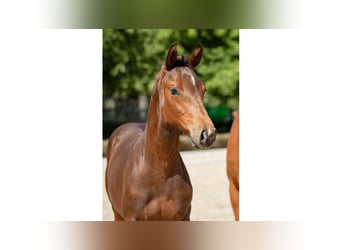 Warmblood sueco, Semental, Potro (04/2025), Castaño