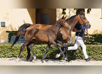 Warmblood sueco, Semental, Potro (04/2026), Castaño oscuro