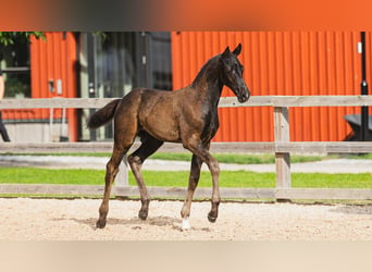 Warmblood sueco, Semental, Potro (05/2026), Castaño oscuro