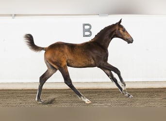 Warmblood sueco, Semental, Potro (05/2026), Castaño oscuro