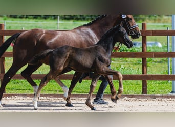 Warmblood sueco, Semental, Potro (06/2026), Negro
