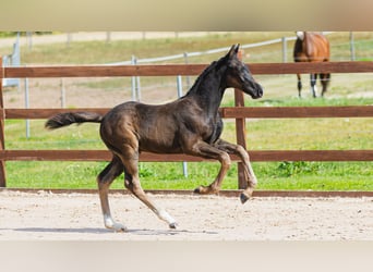 Warmblood sueco, Semental, Potro (06/2026), Negro