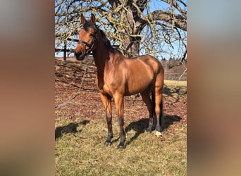 Warmblood sueco, Yegua, 10 años, 170 cm, Castaño