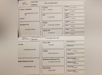 Warmblood sueco, Yegua, 10 años, 170 cm, Castaño