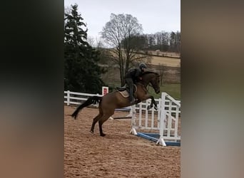 Warmblood sueco, Yegua, 10 años, 170 cm, Castaño