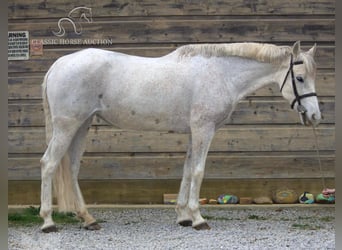 Warmblood sueco, Yegua, 11 años, 152 cm, Tordo