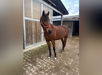 Warmblood sueco, Yegua, 11 años, 154 cm, Castaño