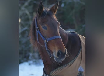 Warmblood sueco, Yegua, 11 años, 165 cm, Castaño oscuro