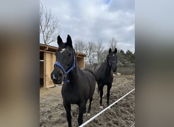 Warmblood sueco, Yegua, 14 años, 165 cm, Castaño oscuro