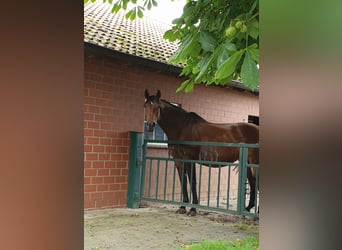 Warmblood sueco, Yegua, 15 años, 167 cm, Castaño