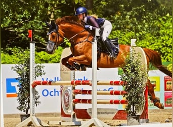 Warmblood sueco, Yegua, 16 años, 166 cm, Alazán