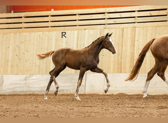 Warmblood sueco, Yegua, 1 año, 165 cm, Alazán-tostado