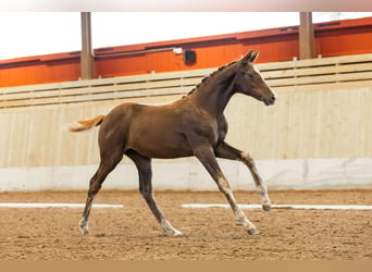 Warmblood sueco, Yegua, 1 año, 165 cm, Alazán-tostado