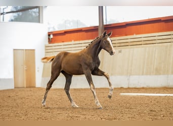 Warmblood sueco, Yegua, 1 año, 165 cm, Alazán-tostado