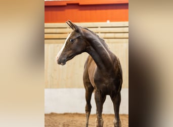 Warmblood sueco, Yegua, 1 año, 165 cm, Alazán-tostado