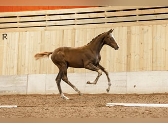 Warmblood sueco, Yegua, 1 año, 165 cm, Alazán-tostado