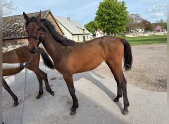 Warmblood sueco, Yegua, 1 año, 165 cm, Castaño