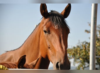 Warmblood sueco, Yegua, 21 años, 174 cm, Castaño