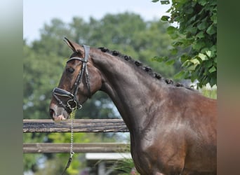 Warmblood sueco, Yegua, 3 años, 155 cm, Castaño oscuro