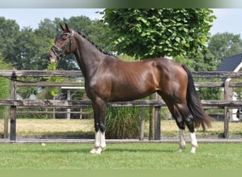 Warmblood sueco, Yegua, 3 años, 155 cm, Castaño oscuro