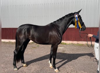 Warmblood sueco, Yegua, 3 años, 166 cm, Negro