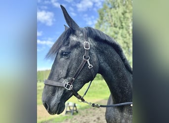 Warmblood sueco Mestizo, Yegua, 3 años, 168 cm, White/Blanco