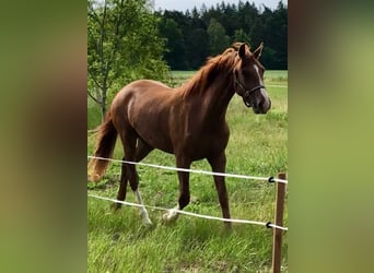 Warmblood sueco, Yegua, 4 años, 165 cm, Alazán-tostado
