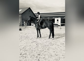 Warmblood sueco, Yegua, 4 años, 168 cm, Alazán-tostado