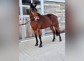 Warmblood sueco Mestizo, Yegua, 5 años, 155 cm, Castaño