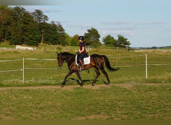Warmblood sueco Mestizo, Yegua, 5 años, 155 cm, Castaño oscuro