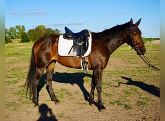 Warmblood sueco Mestizo, Yegua, 5 años, 155 cm, Castaño oscuro