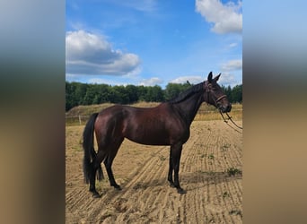 Warmblood sueco Mestizo, Yegua, 5 años, 157 cm, Castaño oscuro