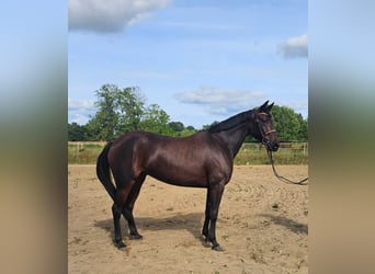 Warmblood sueco Mestizo, Yegua, 5 años, 157 cm, Castaño oscuro