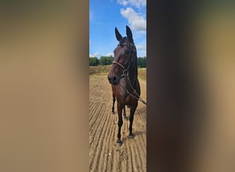 Warmblood sueco Mestizo, Yegua, 5 años, 157 cm, Castaño oscuro
