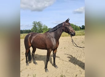 Warmblood sueco Mestizo, Yegua, 5 años, 157 cm, Castaño oscuro