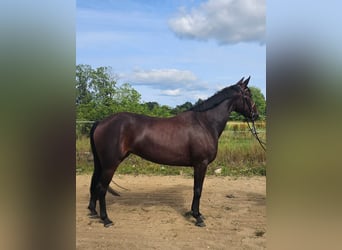 Warmblood sueco Mestizo, Yegua, 5 años, 157 cm, Castaño oscuro
